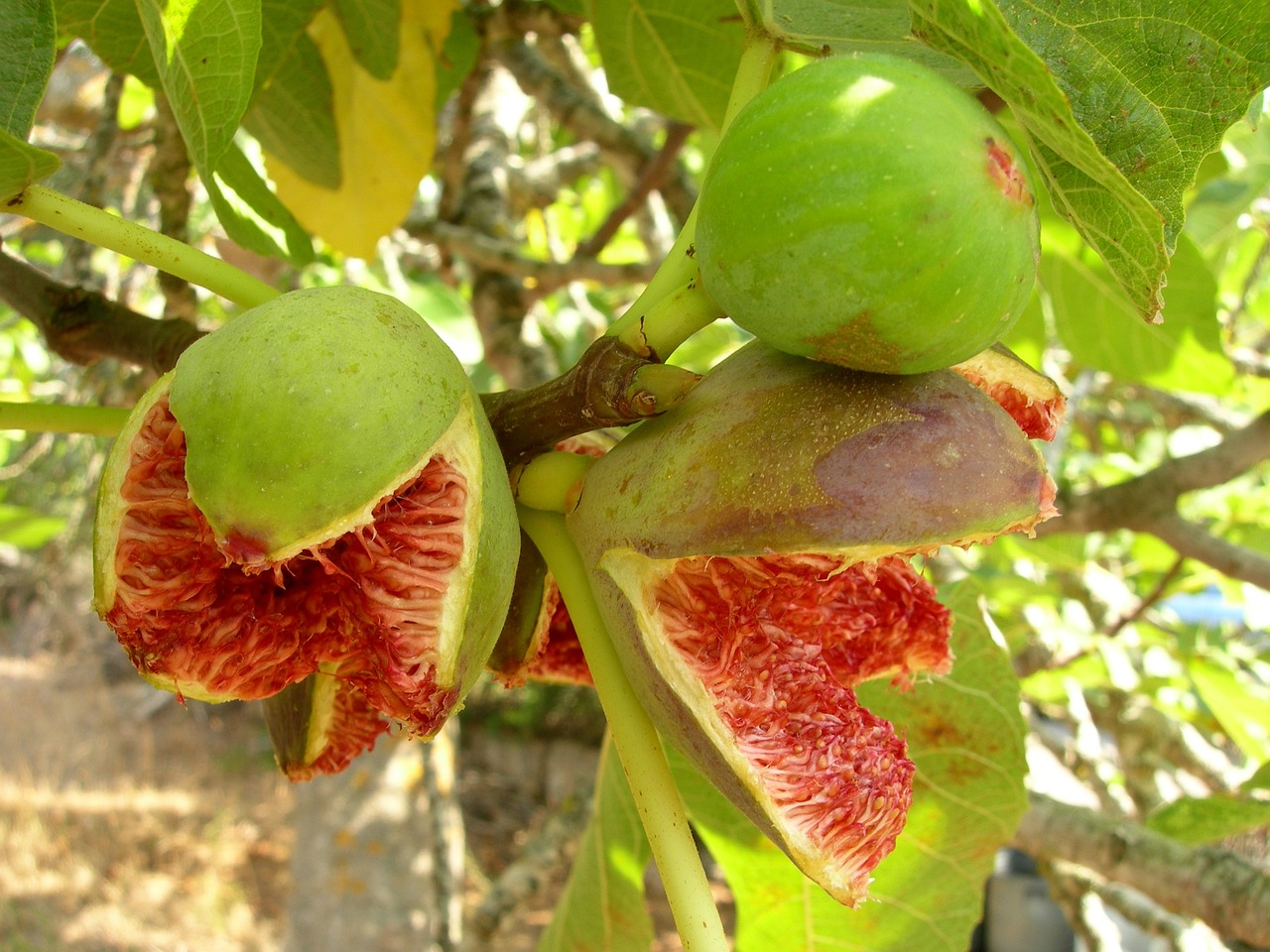 最新桂味荔枝价格行情分析与趋势预测
