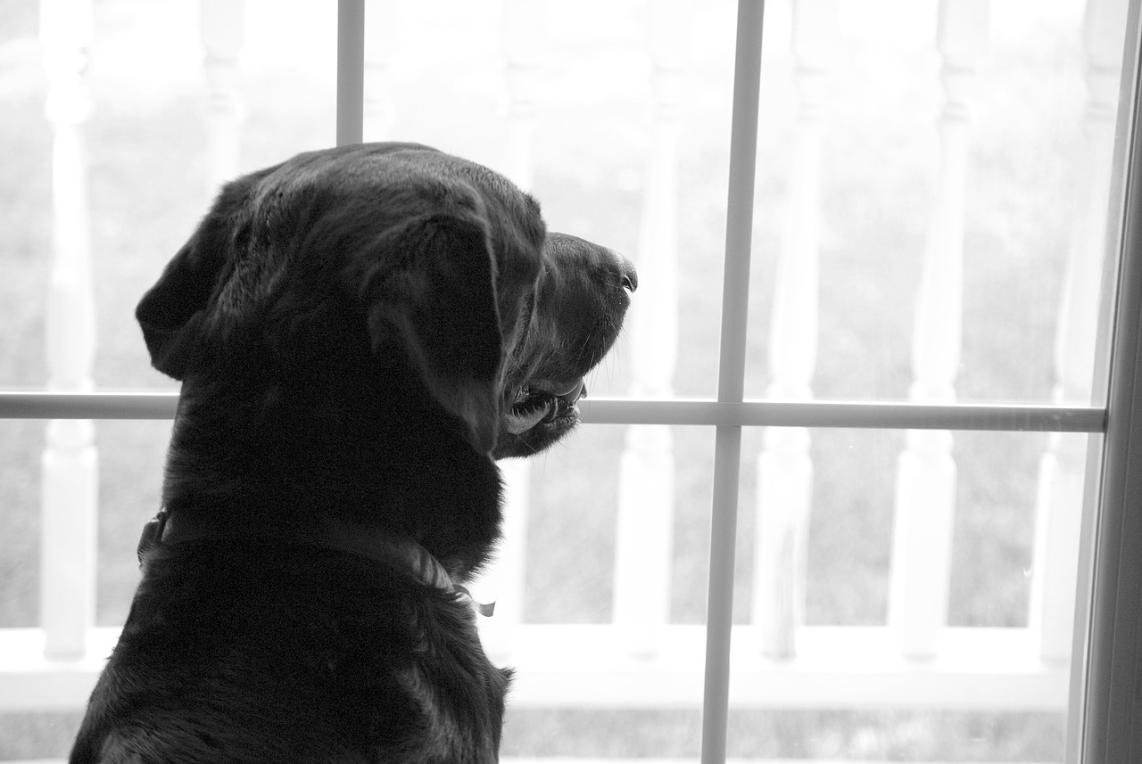 三官六院狗语者资讯速递揭秘人与犬的神秘交流之道探索犬语奥秘，洞悉心灵相通之道